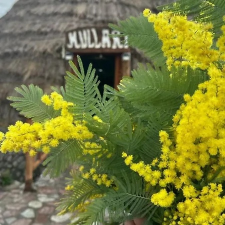 Bujtinat Te Mullari Vau i Dejes